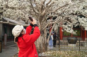 It's so difficult to see cherry blossoms in Beijing, someone only got tickets in the early morning, scalpers are selling tickets at 10 times the price.