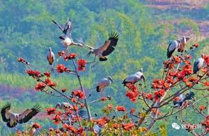 Critically Endangered Clamp-billed Stork Visits Big Tang Village in Honghe Province