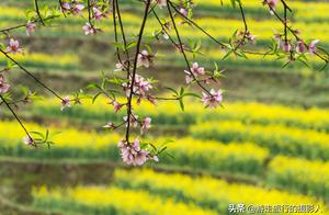 500-Year Ancient Village, 100,000 Mu of Rapeseed Flowers, The Beauty of the Mist-Shrouded Huangling