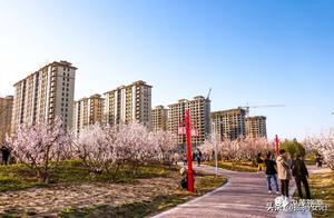 Anyang Inner Yellow: Niaohe Garden Peach Blossoms Bloom, Tourists Enjoy Spring