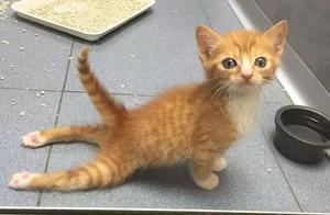 Abandoned Paralyzed Kitten Now 'Runs' and Becomes a Famous 'Nurse Cat'