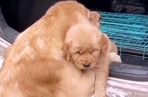 Golden Retriever Puppy to Be Sent Away, Mother Rushes Out, Touching Scene