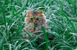 Long-haired Tiger-Marked Ivory Cat, Rare Fur Color, Sharp Eyes, Like a Forest King!