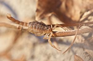 Earliest 'Prehistoric Scorpion' Discovered, May Not Have Been Terrestrial