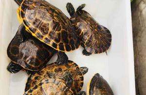 Seek ‘Excellence’ Rather Than ‘Rarity’: How to Raise Fine Turtles – 6 Key Considerations!