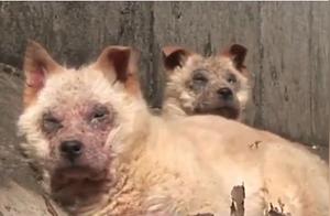 Two Abandoned Puppy Cuteness: Two Puppies Refuse to Leave After Rescue, Revealing a Secret