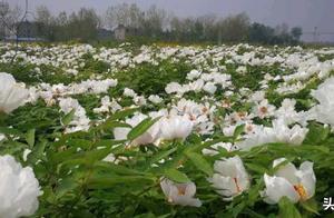 National Wetland Park Xiangyang Fanshengguan Changshou Island Amazes with Thousands of Acres of Peonies
