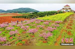 Ten Thousand Peach Trees in Yongshu, Jiangxi, Bloom, Attracting Tourists for Flower Viewing