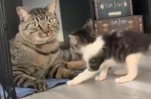 The Little Kitten Constantly Teases the Big Cat, the Big Cat Finally Loses Patience and Flips the Little Cat Over