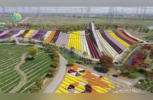 Lavender Blooms Ahead of Schedule, Vast Flower Fields Create a Spectacular Landscape