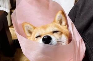 Boyfriend Dresses Shiba Inu as Bouquet to Surprise Girlfriend - Adorable!