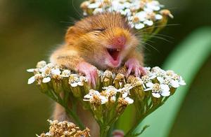 When You See These Animals Smiling Photos, Protecting Animals Is Also Protecting Yourself