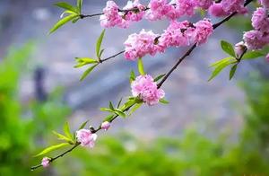 In the April days when grasses and birds fly, I'm sending you the spring of Tai'er Zhuang Ancient City!