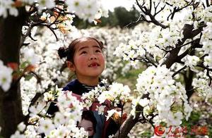 Shangcheng County: Ten Thousand Pear Blossoms Bring Beautiful Scenery and Welcome Visitors