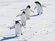 Exploring the Antarctic Animal World