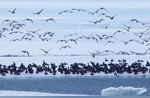Spring Returns to the Earth, Migratory Birds Return to Xinke Lake