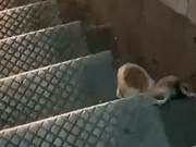Giant Rats Dragging McDonald's McMuffins Appear in New York Subway Stations