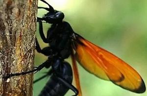 Trap Spiders Possess One of the World's Most Powerful Stings, Specifically Targeting and Converting Large Wolf Spiders into Bee Nests for Raising Small Bee Larvae