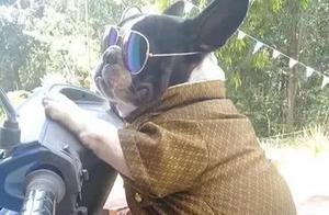 Dog Delivered to Grandmother's House for Care, Woman Feels Aesthetic Challenge After Visit