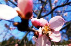 Has the Wangmu Palace at Dayun Temple's Flower Garden Bloomed? (You've been?)