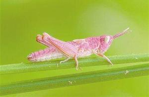 Rare Pink Grasshoppers Appear by the River, Rarely Survive to Adulthood