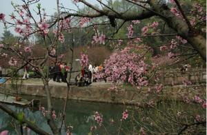 Peach Blossoms: Lush Blooms Entice and Inspire Photography