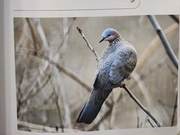 Birds of the Yellow River Delta – Columbiforms