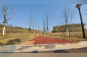 Eight Lake West Suburban Ecological Park Completed! Another Leisure and Viewing Spot for Citizens