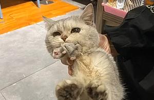 Cat Boarding Incident: Owner Demands Compensation After Cat Death at Pet Store