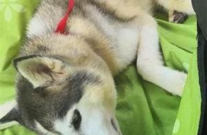 Husky Abandoned in Apartment for 2 Months, Survives by Eating Feces, Original Owner's Actions Shocking