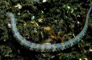 Water-Kissed Sea Fish (106): Wavy-trunk Pipefish (Amed)
