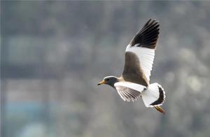 Look! A Group of ‘Special Guests’ Arrived at Guiyang Guishan Lake Park