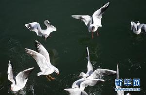 Yongjing, Gansu: Gulls Soaring over the Yellow River Banks