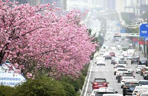 Guizhou Qiannan: Cherry Blossoms Bloom, Urban Spring Vigor