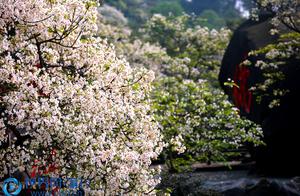 Rongchang, Chongqing: Toon Flowers Blooming on Chengfo Mountain - A Beautiful Spring Scene Enchanting Visitors