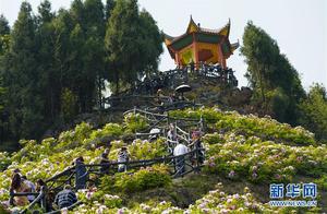 Chengdu Dajian: Peonies in Bloom, Welcoming Guests from All Directions