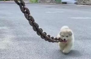 Someone Used a Thick Iron Chain to Tie a Small Puppy, Thinking It Was Abuse - What to Say!