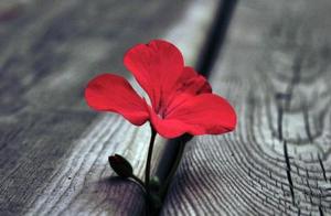 Are Consumption or Depression Self-Conflict or Spiritual Rebellion?