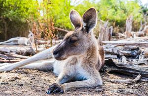 Burn Scars on Wildlife, a Long Road to Recovery in Australian Wild Animals