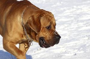The 'Schwarzenegger' of Dogs: Which Breed Reigns Supreme?
