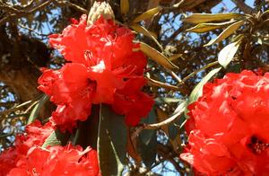 The Rhododendrons of Lincang's Five Old Mountains are Truly Beautiful
