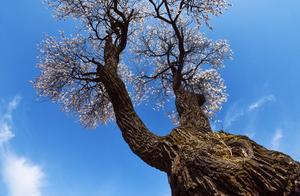 Ancient Apricot Forest in Spring