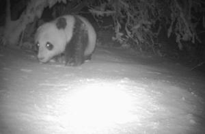 Giant Pandas Spotted Again After Four Years! Pandas Observed in Three Locations in Qianfoshan, Sichuan