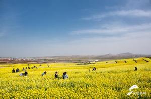 21 Seconds | Rizhao Flower Fairy Thousand Acre Flower Sea Blossoms in Splendor, Waiting for You to Check-in