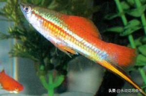 Top Ranking of Easiest Ornamental Fish to Keep (Lazy Person & Beginners Welcome!)