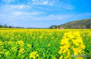 Early Spring in Lu'an - The Ten-Mile Scenic Area of Jiǔyuè Sàolǐyuán, a Stunning Floral Landscape