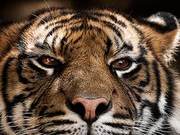 Tiger: The Life of the Legendary Tiger Chiril – From Notorious to Iconic
