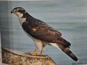 Yellow River Delta Birds – Golden Eagle
