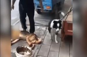 Dog Meat Shop Owner Keeps Border Collies, Why Did You Do That?