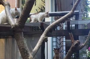 Story: What Would Happen If Stray Cats Had a Car Dealership? (A Likely Scenario)